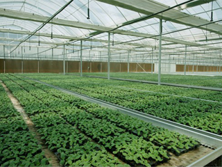 盒马村"蔬菜工厂"来了|番茄|农产品|蔬菜种植